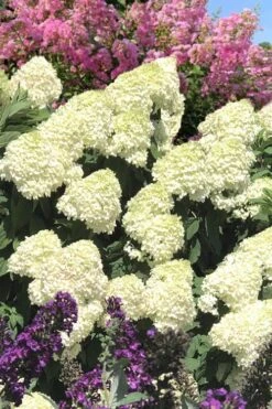 Limelight PeeGee Hydrangea - 2.5 Gallon Pot 19 Limelight PeeGee Hydrangea - 2.5 Gallon Pot -Plant Lover House Shop Hydrangea Limelight 110 2
