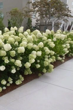 Limelight PeeGee Hydrangea - 6 Pack Of 1 Gallon Pots -Plant Lover House Shop Hydrangea Limelight 20 1
