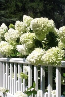 Limelight PeeGee Hydrangea - 3 Gallon Pot -Plant Lover House Shop Hydrangea Limelight 21 2