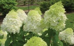 Limelight PeeGee Hydrangea - 6 Pack Of 1 Gallon Pots -Plant Lover House Shop Hydrangea Limelight Flowers 1
