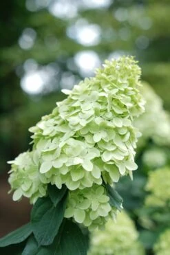 Limelight Prime Hydrangea - 3 Gallon Pot -Plant Lover House Shop Hydrangea Limelight Prime 1