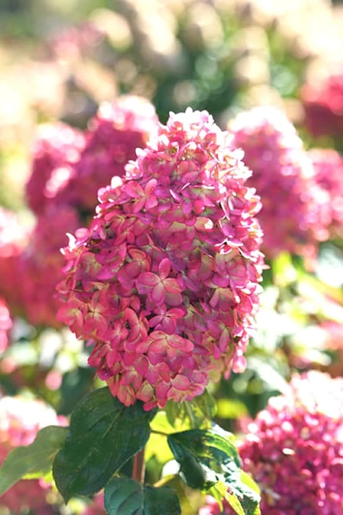 Limelight Prime Hydrangea - 2 Gallon Pot 3 Limelight Prime Hydrangea - 2 Gallon Pot