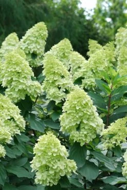 Limelight Prime Hydrangea - 3 Gallon Pot -Plant Lover House Shop Hydrangea Limelight Prime 4