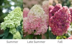 Limelight Prime Hydrangea - 2 Gallon Pot 11 Limelight Prime Hydrangea - 2 Gallon Pot -Plant Lover House Shop Hydrangea Limelight Prime 6 1