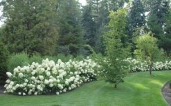 Limelight PeeGee Hydrangea - 7 Gallon Pot (3-4') -Plant Lover House Shop Hydrangea Limelight hedge natural