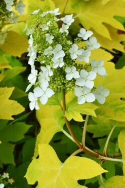 Little Honey Oakleaf Hydrangea - 1 Gallon Pot -Plant Lover House Shop Hydrangea Little Honey 3