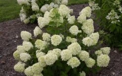 Little Lime Hydrangea - 1 Gallon Pot -Plant Lover House Shop Hydrangea Little Lime 1 4