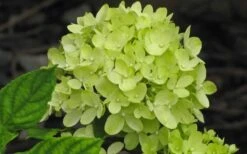 Little Lime Hydrangea - 1 Gallon Pot -Plant Lover House Shop Hydrangea Little Lime 5
