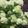 Little Lime Hydrangea - 3 Gallon Pot 2 Little Lime Hydrangea - 3 Gallon Pot -Plant Lover House Shop Hydrangea Little Lime 500x750 4