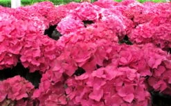 Merritts Supreme Hydrangea - 3 Gallon Pot -Plant Lover House Shop Hydrangea Merrits Supreme Pink 12