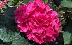 Merritts Supreme Hydrangea - 3 Gallon Pot -Plant Lover House Shop Hydrangea Merrits Supreme Pink 13