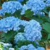 Mini Penny Hydrangea - 3 Gallon Pot 2 Mini Penny Hydrangea - 3 Gallon Pot -Plant Lover House Shop Hydrangea Mini Penny 1