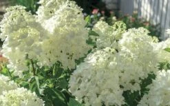 Moon Dance Hydrangea - 3 Gallon Pot 10 Moon Dance Hydrangea - 3 Gallon Pot -Plant Lover House Shop Hydrangea Mood Dance 4 1