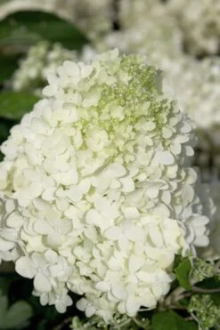 Moon Dance Hydrangea - 3 Gallon Pot 11 Moon Dance Hydrangea - 3 Gallon Pot -Plant Lover House Shop Hydrangea Moon Dance 2 1