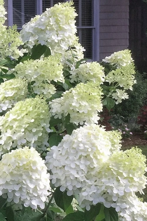 Moon Dance Hydrangea - 3 Gallon Pot 3 Moon Dance Hydrangea - 3 Gallon Pot
