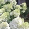 Moon Dance Hydrangea - 2 Gallon Pot -Plant Lover House Shop Hydrangea Moon Dance 3
