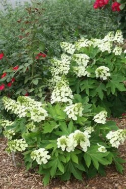 Munchkin Dwarf Oakleaf Hydrangea - 2 Gallon Pot 13 Munchkin Dwarf Oakleaf Hydrangea - 2 Gallon Pot -Plant Lover House Shop Hydrangea Munchkin 11
