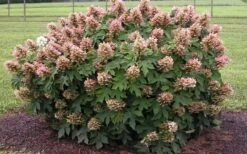 Munchkin Dwarf Oakleaf Hydrangea - 2 Gallon Pot 15 Munchkin Dwarf Oakleaf Hydrangea - 2 Gallon Pot -Plant Lover House Shop Hydrangea Munchkin