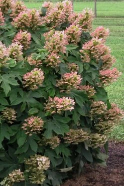 Munchkin Dwarf Oakleaf Hydrangea - 2 Gallon Pot 14 Munchkin Dwarf Oakleaf Hydrangea - 2 Gallon Pot -Plant Lover House Shop Hydrangea Munchkin 500x750 1