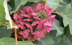 Munchkin Dwarf Oakleaf Hydrangea - 1 Gallon Pot -Plant Lover House Shop Hydrangea Munchkin Bloom Closeup 1