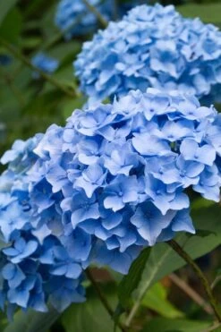 Nikko Blue Hydrangea - 2 Gallon Pot -Plant Lover House Shop Hydrangea Nikko Blue 10 2