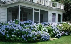 Nikko Blue Hydrangea - 3 Gallon Pot -Plant Lover House Shop Hydrangea Nikko Blue 11 1