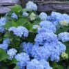 Nikko Blue Hydrangea - 2 Gallon Pot -Plant Lover House Shop Hydrangea Nikko Blue 500x750 3