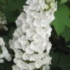 Alice Oakleaf Hydrangea - 3 Gallon Pot 2 Alice Oakleaf Hydrangea - 3 Gallon Pot -Plant Lover House Shop Hydrangea Oakleaf Alice 3
