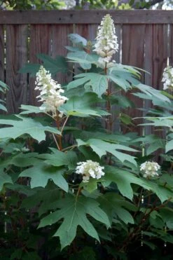 Alice Oakleaf Hydrangea - 3 Gallon Pot 20 Alice Oakleaf Hydrangea - 3 Gallon Pot -Plant Lover House Shop Hydrangea Oakleaf Alice 6