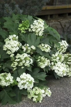 Pee Wee Dwarf Oakleaf Hydrangea - 1 Gallon Pot -Plant Lover House Shop Hydrangea Oakleaf Pee Wee 11