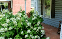 Pee Wee Dwarf Oakleaf Hydrangea - 3 Gallon Pot -Plant Lover House Shop Hydrangea Oakleaf Pee Wee
