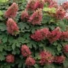 Ruby Slippers Dwarf Oakleaf Hydrangea - 7 Gallon Pot