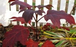 Ruby Slippers Dwarf Oakleaf Hydrangea - 3 Gallon Pot -Plant Lover House Shop Hydrangea Oakleaf Ruby Slippers Fall Foliage Color