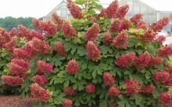 Ruby Slippers Dwarf Oakleaf Hydrangea - 7 Gallon Pot -Plant Lover House Shop Hydrangea Oakleaf Ruby Slippers Full Bloom 2