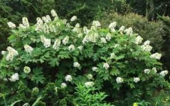 Semmes Beauty Oakleaf Hydrangea - 3 Gallon Pot -Plant Lover House Shop Hydrangea Oakleaf Semmes Beauty 10
