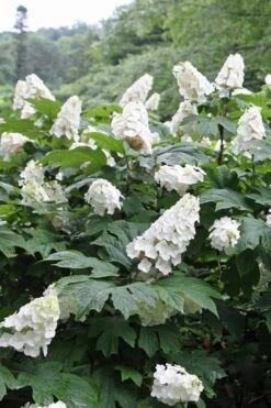 Snow Queen Oakleaf Hydrangea - 3 Gallon Pot 15 Snow Queen Oakleaf Hydrangea - 3 Gallon Pot -Plant Lover House Shop Hydrangea Oakleaf Snow Queen 10 1