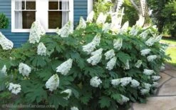 Snow Queen Oakleaf Hydrangea - 3 Gallon Pot 12 Snow Queen Oakleaf Hydrangea - 3 Gallon Pot -Plant Lover House Shop Hydrangea Oakleaf Snow Queen 11 1