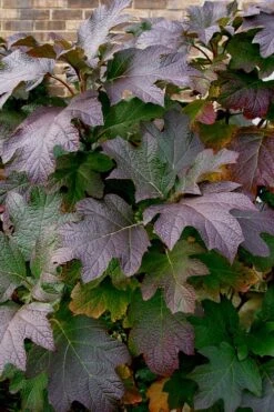 Snow Queen Oakleaf Hydrangea - 3 Gallon Pot 14 Snow Queen Oakleaf Hydrangea - 3 Gallon Pot -Plant Lover House Shop Hydrangea Oakleaf Snow Queen 3 1