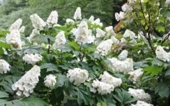 Snow Queen Oakleaf Hydrangea - 3 Gallon Pot 13 Snow Queen Oakleaf Hydrangea - 3 Gallon Pot -Plant Lover House Shop Hydrangea Oakleaf Snow Queen 6 1