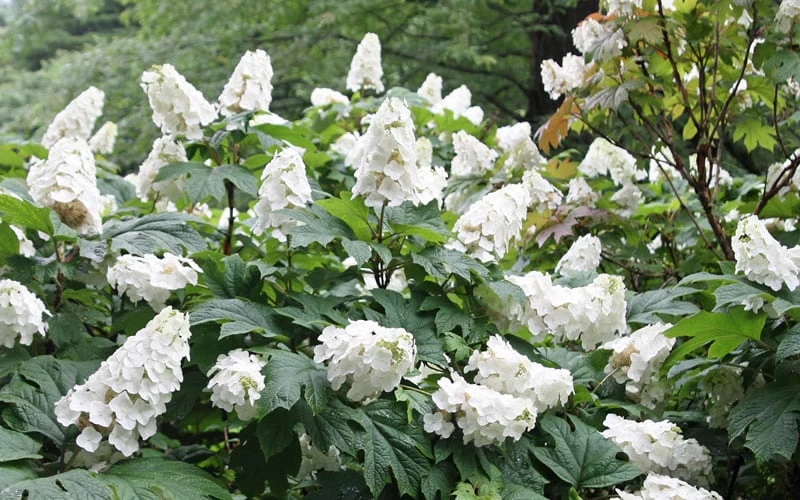 Snow Queen Oakleaf Hydrangea - 3 Gallon Pot 7 Snow Queen Oakleaf Hydrangea - 3 Gallon Pot - Image 5