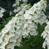 Snow Queen Oakleaf Hydrangea - 1 Gallon Pot -Plant Lover House Shop Hydrangea Oakleaf Snow Queen 8