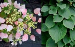 Pink Climbing Hydrangea - Schizophragma Hydrangeoides`Roseum' - 2 Gallon Pot -Plant Lover House Shop Hydrangea Pink Climbing 1