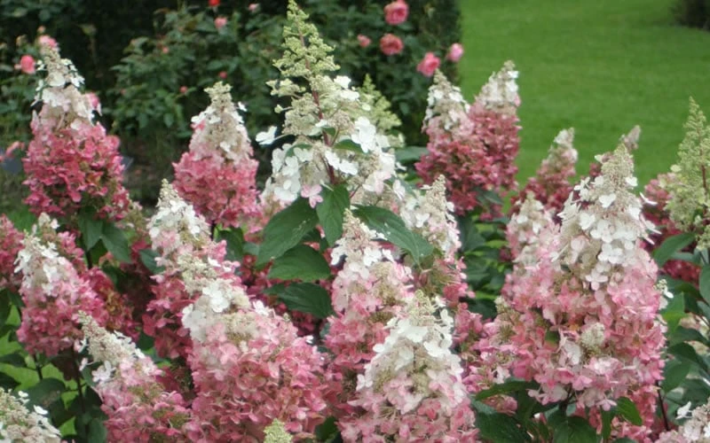 Pinky Winky Hydrangea - 3 Gallon Pot 6 Pinky Winky Hydrangea - 3 Gallon Pot - Image 4