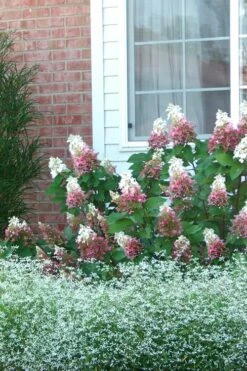 Pinky Winky Hydrangea - 3 Gallon Pot 11 Pinky Winky Hydrangea - 3 Gallon Pot -Plant Lover House Shop Hydrangea Pinky Winky 12