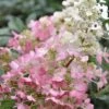 Pinky Winky Hydrangea - 3 Gallon Pot -Plant Lover House Shop Hydrangea Pinky Winky BS