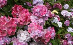 Preziosa Multi Color Hydrangea - 1 Gallon Pot -Plant Lover House Shop Hydrangea Preziosa 18 1
