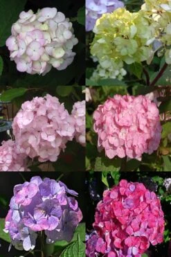 Preziosa Multi Color Hydrangea - 3 Gallon Pot -Plant Lover House Shop Hydrangea Preziosa 19