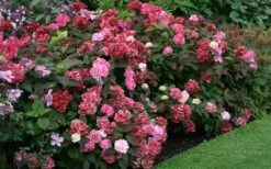 Preziosa Multi Color Hydrangea - 1 Gallon Pot -Plant Lover House Shop Hydrangea Preziosa 7 1