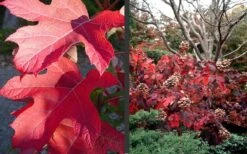 Semmes Beauty Oakleaf Hydrangea - 3 Gallon Pot -Plant Lover House Shop Hydrangea Semmes Beauty Fall Foliage Color