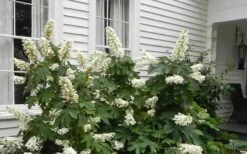 Semmes Beauty Oakleaf Hydrangea - 3 Gallon Pot -Plant Lover House Shop Hydrangea Semmes Beauty Home Foundation Planting
